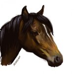 horse-500x5001.jpg