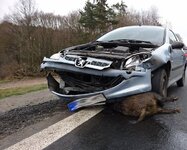 accidente-jabali-2.jpg
