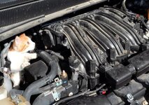 gato-motor-710x500.jpg