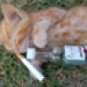 gatocosmico