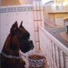 Neron