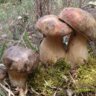 Boletus
