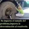 Antocar