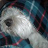 ismael333