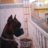 Neron