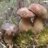 Boletus